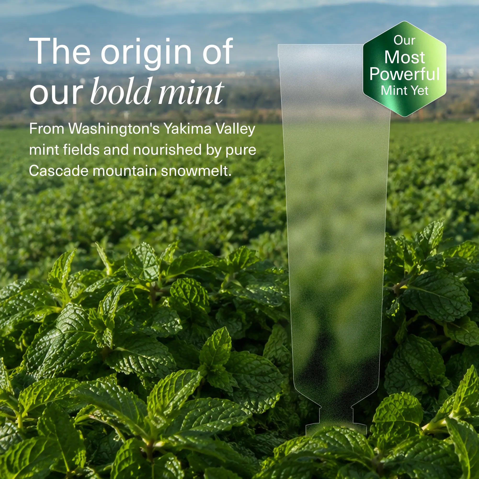 Bold-Mint-n-Ha-Toothpaste-Gallery5.jpg
